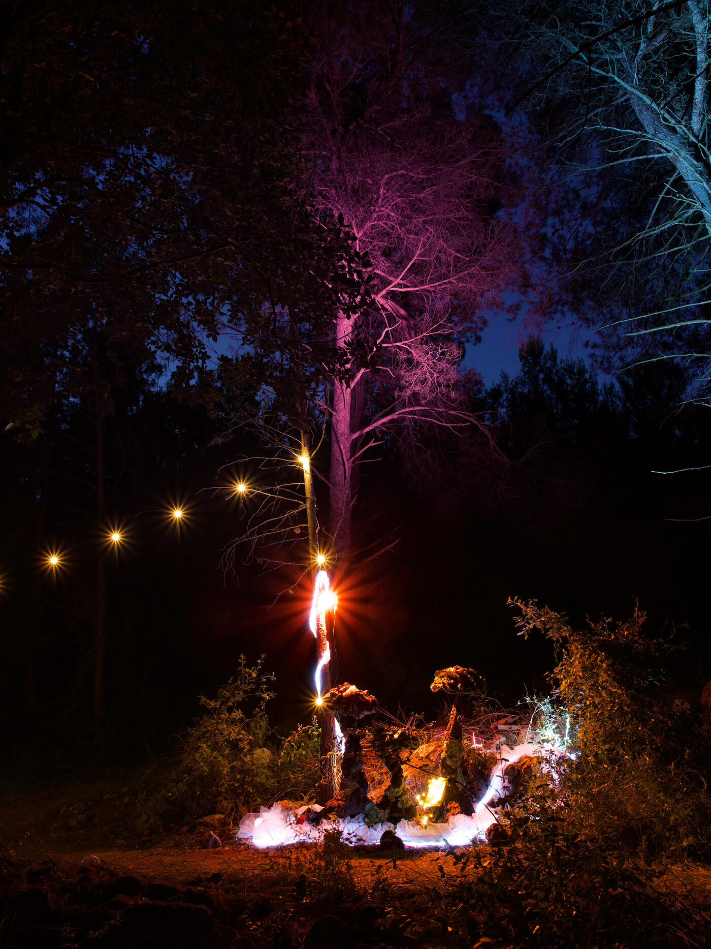 The installation at night with a magenta-lit pine rising behind it, points of warm light scattered through the branches